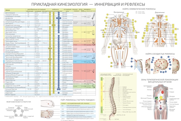 Орган связи. Позвоночник иннервация органов таблица. Иннервация и рефлексы плакат. Плакаты Прикладная кинезиология. Прикладная кинезиология таблицы и схемы.